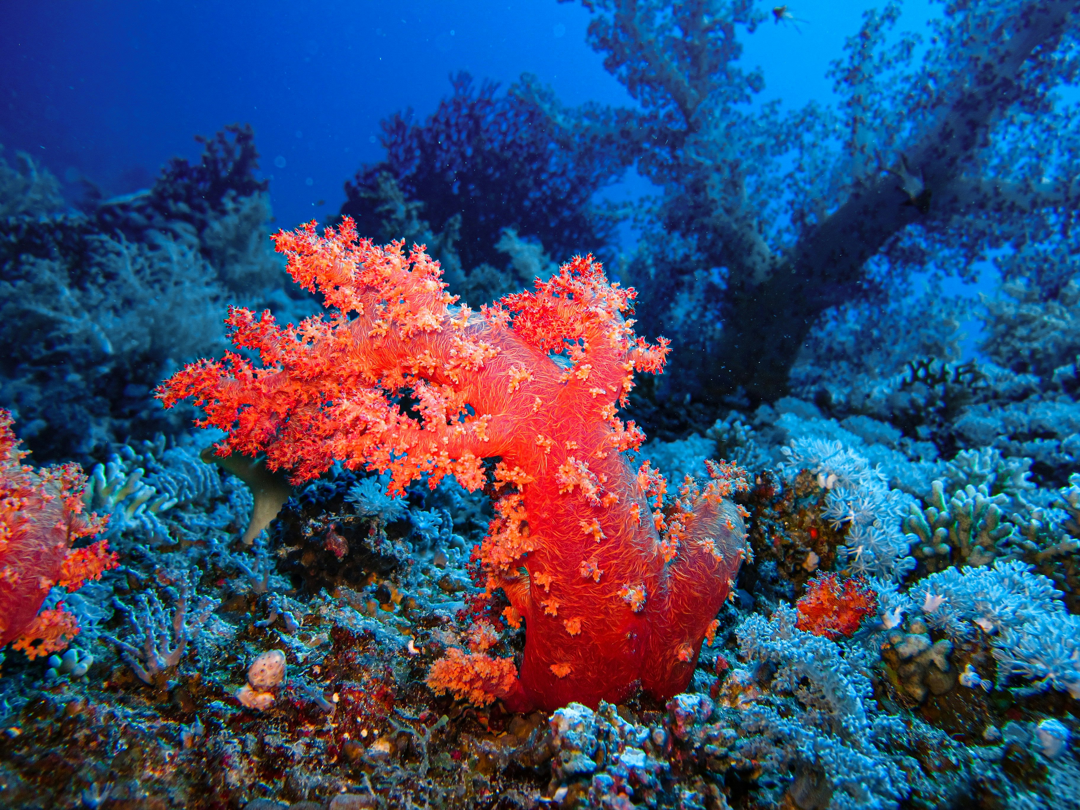 brown coral reef under water